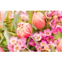 Kytice prémiových tulipánů